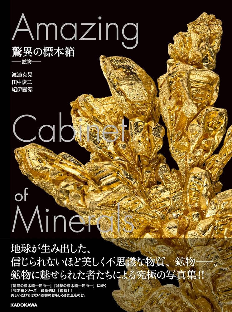 オウムガイの標本箱 楽天市場】オウムガイ 化石 アンモナイト オウムガイ オウム貝